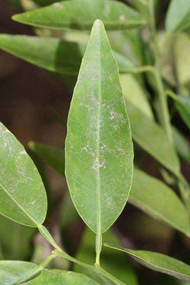              Unifoliolate leaf (Riverside, CA)       